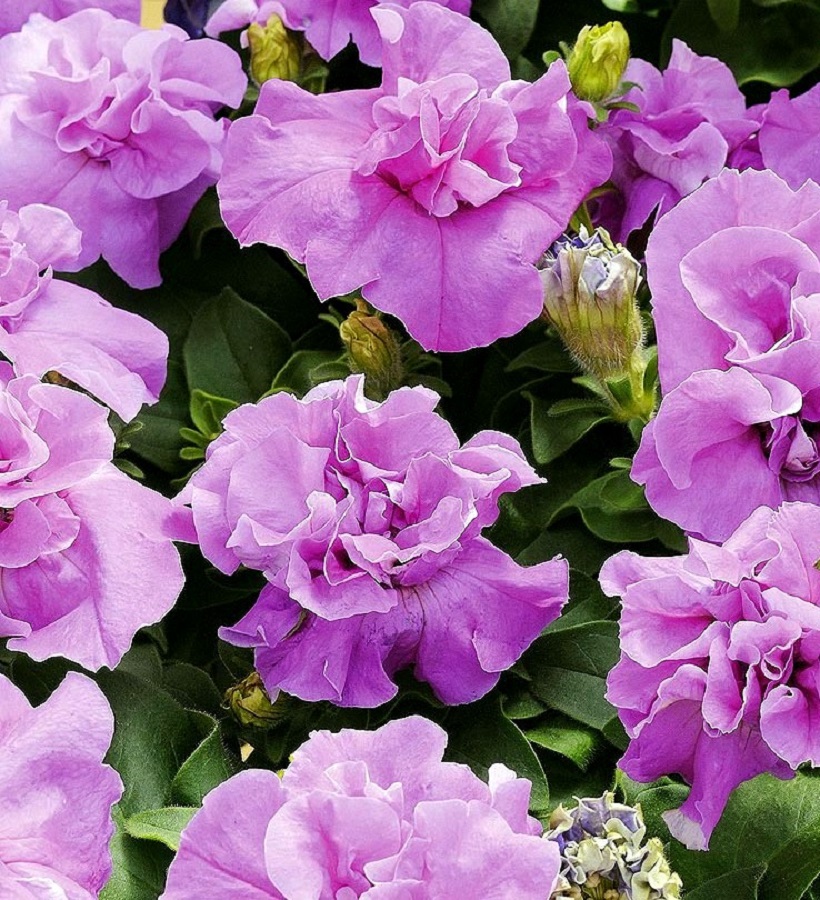 <h2>Махровая сирень<h2>