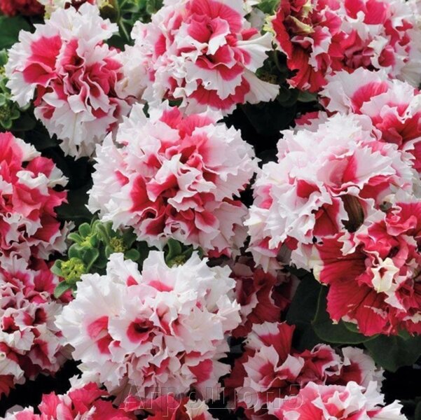 <h2>Махровый водопад<h2>