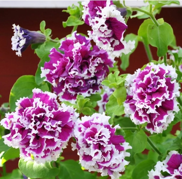 <h2>Махровая альпийская<h2>